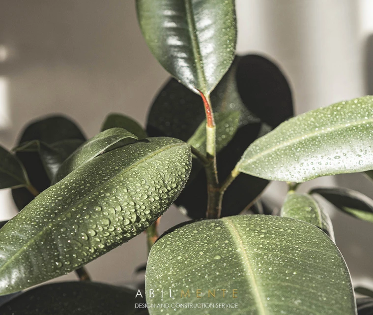 5 Plants to Cool Your Home